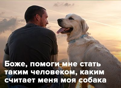 Игрушки для собак