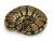 ball-python-care-guide ball-python-care-guide