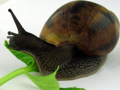 улитка ахатина